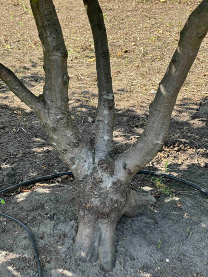 CB TREE #004