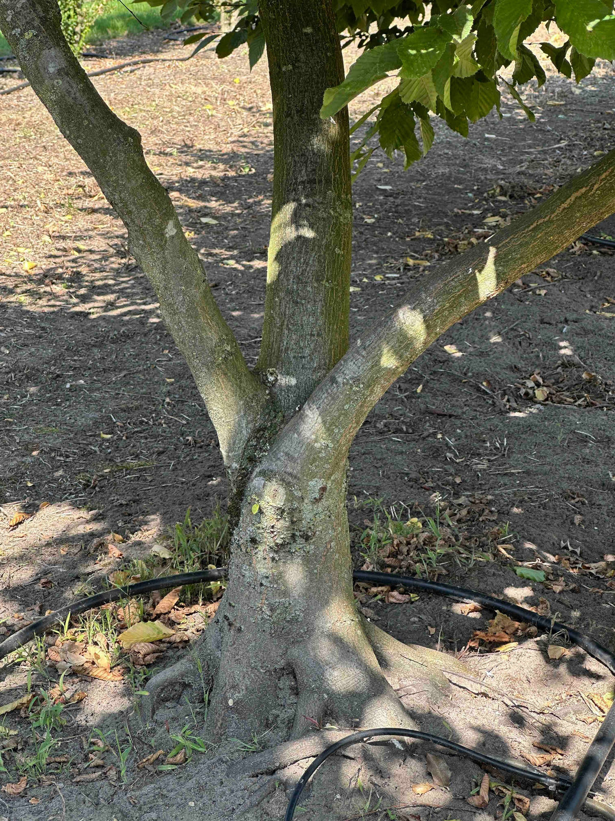 CB TREE #005