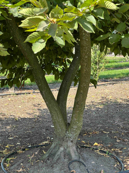CB TREE #006