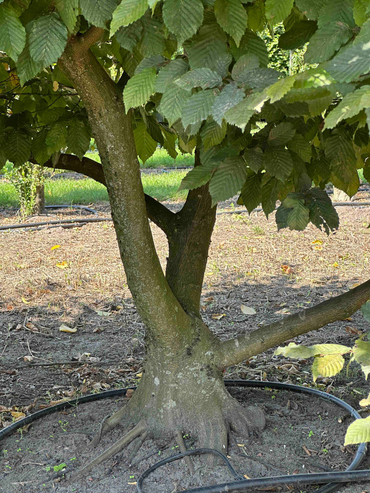 CB TREE #007