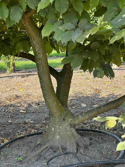 CB TREE #007