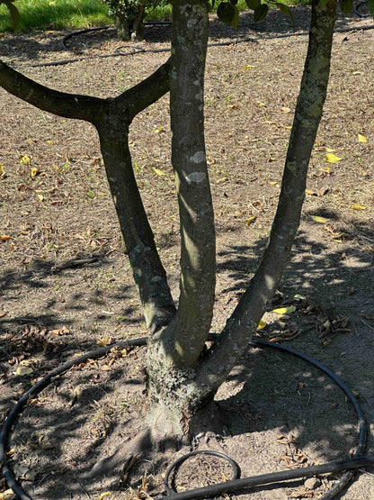 CB TREE #008
