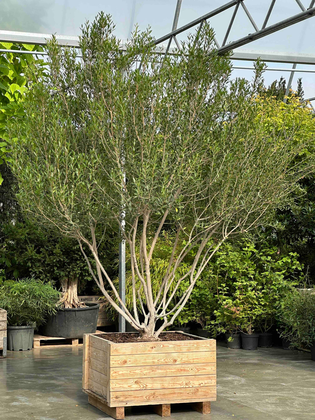 PA TREE #002