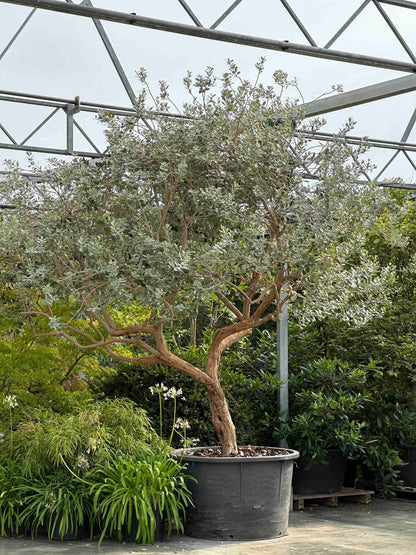 FESE TREE #001
