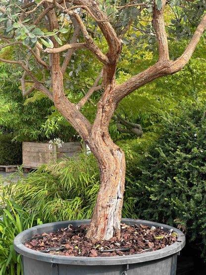 FESE TREE #001