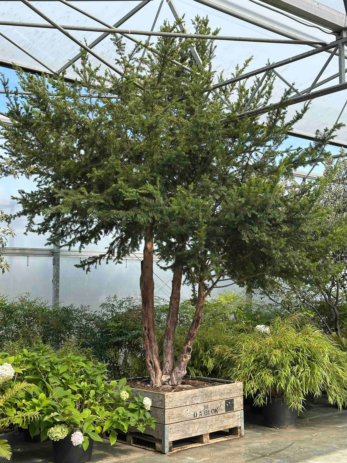 TB TREE #111