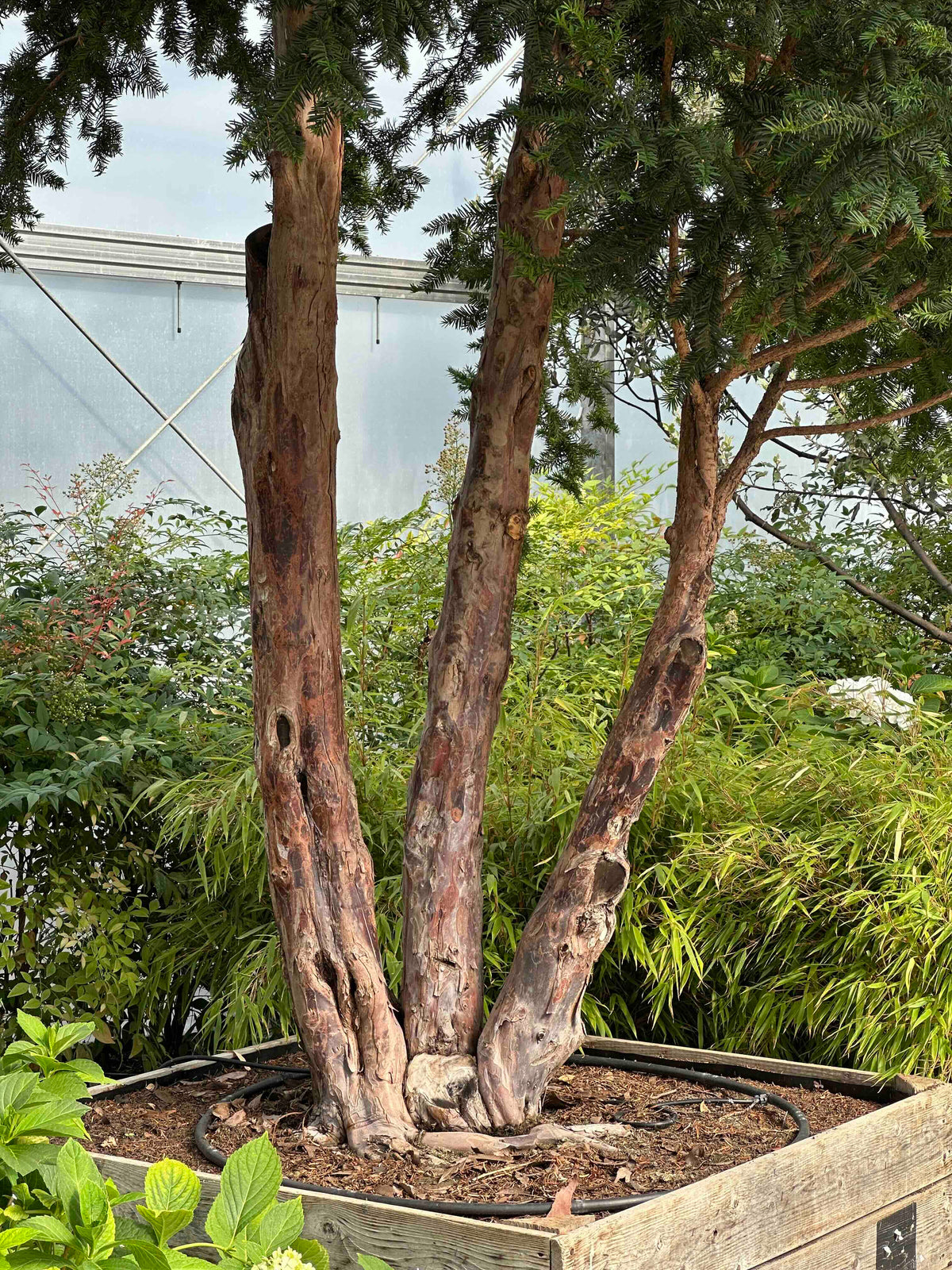 TB TREE #111
