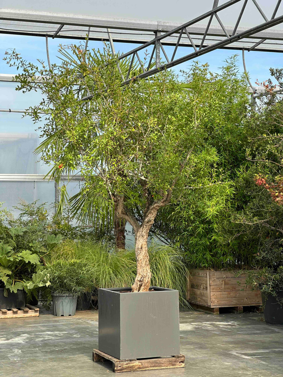PG TREE #001