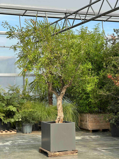 PG TREE #001