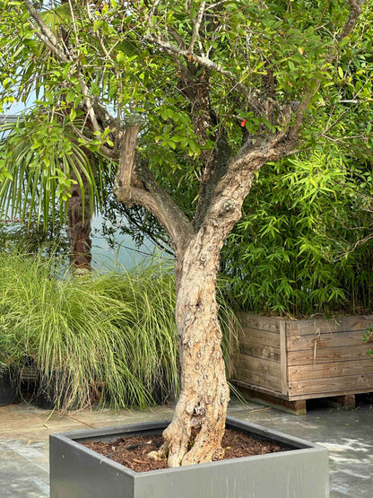 PG TREE #001