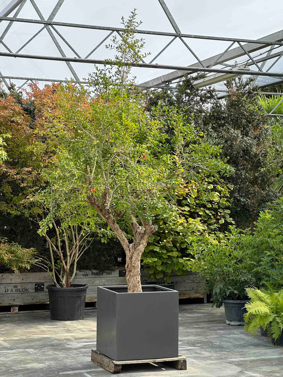 PG TREE #002