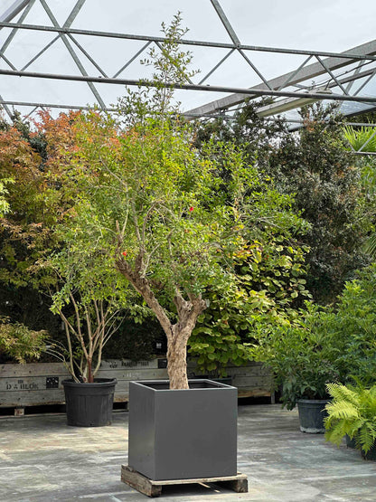 PG TREE #002