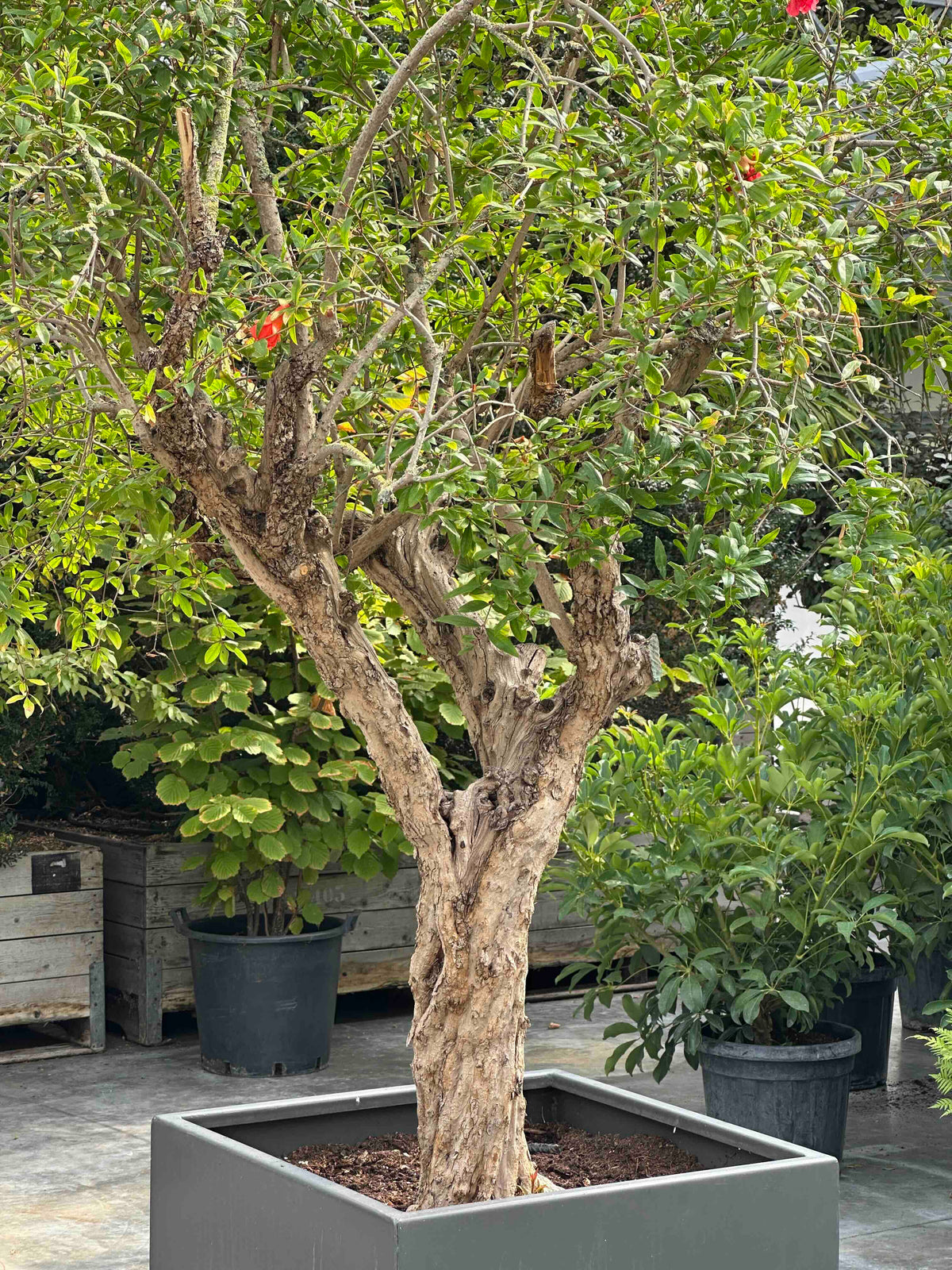 PG TREE #002