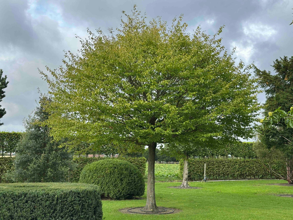 CB TREE #023