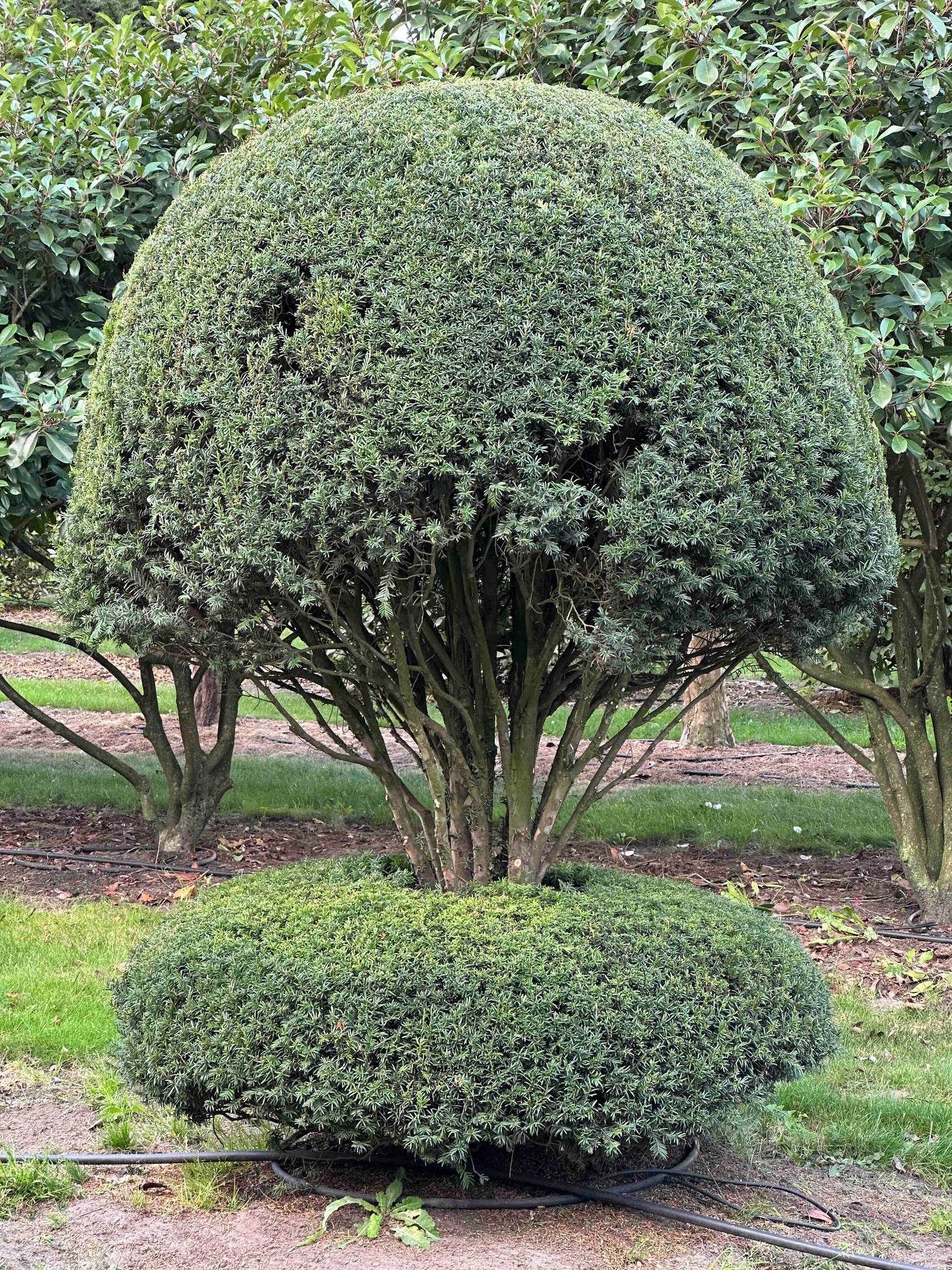 TB TOPIARY #076