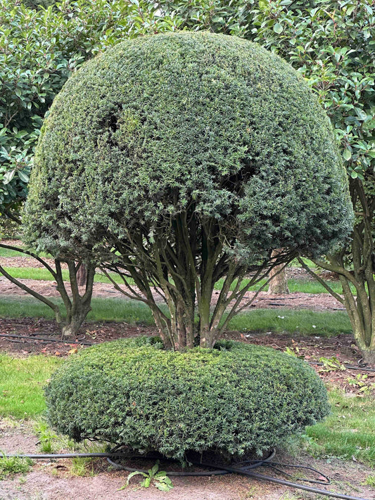 TB TOPIARY #076