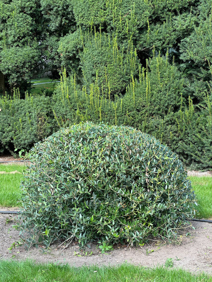 PA TOPIARY #002