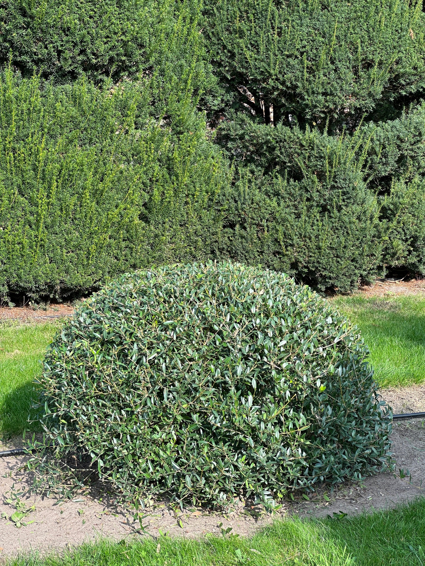 PA TOPIARY #003