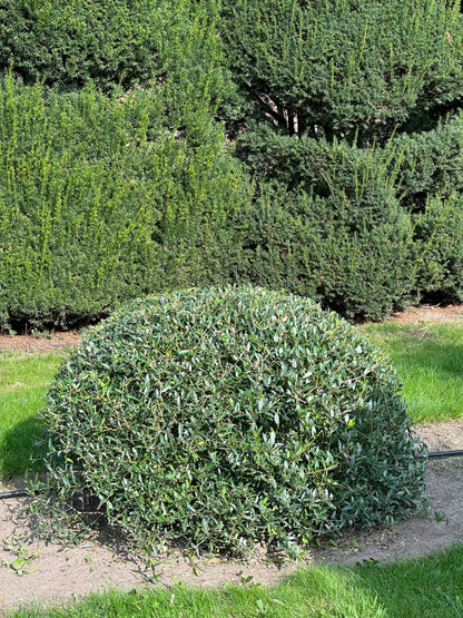 PA TOPIARY #003
