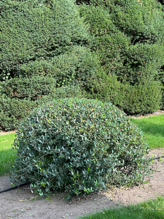 PA TOPIARY #004