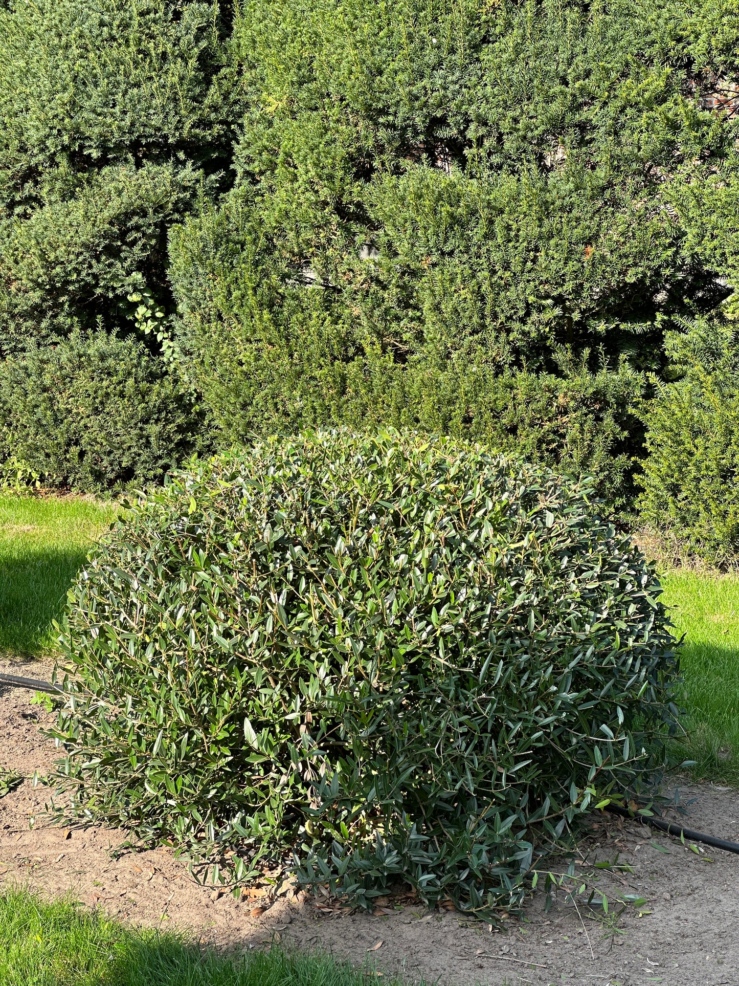 PA TOPIARY #005