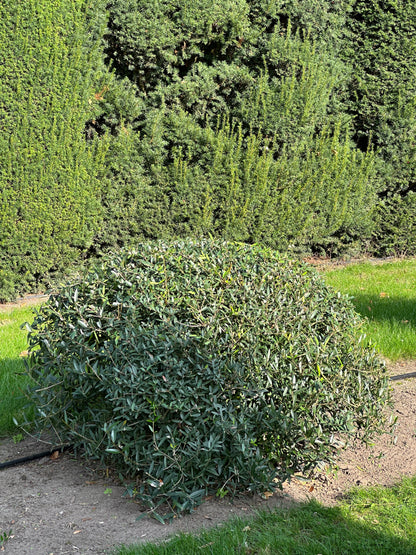 PA TOPIARY #006