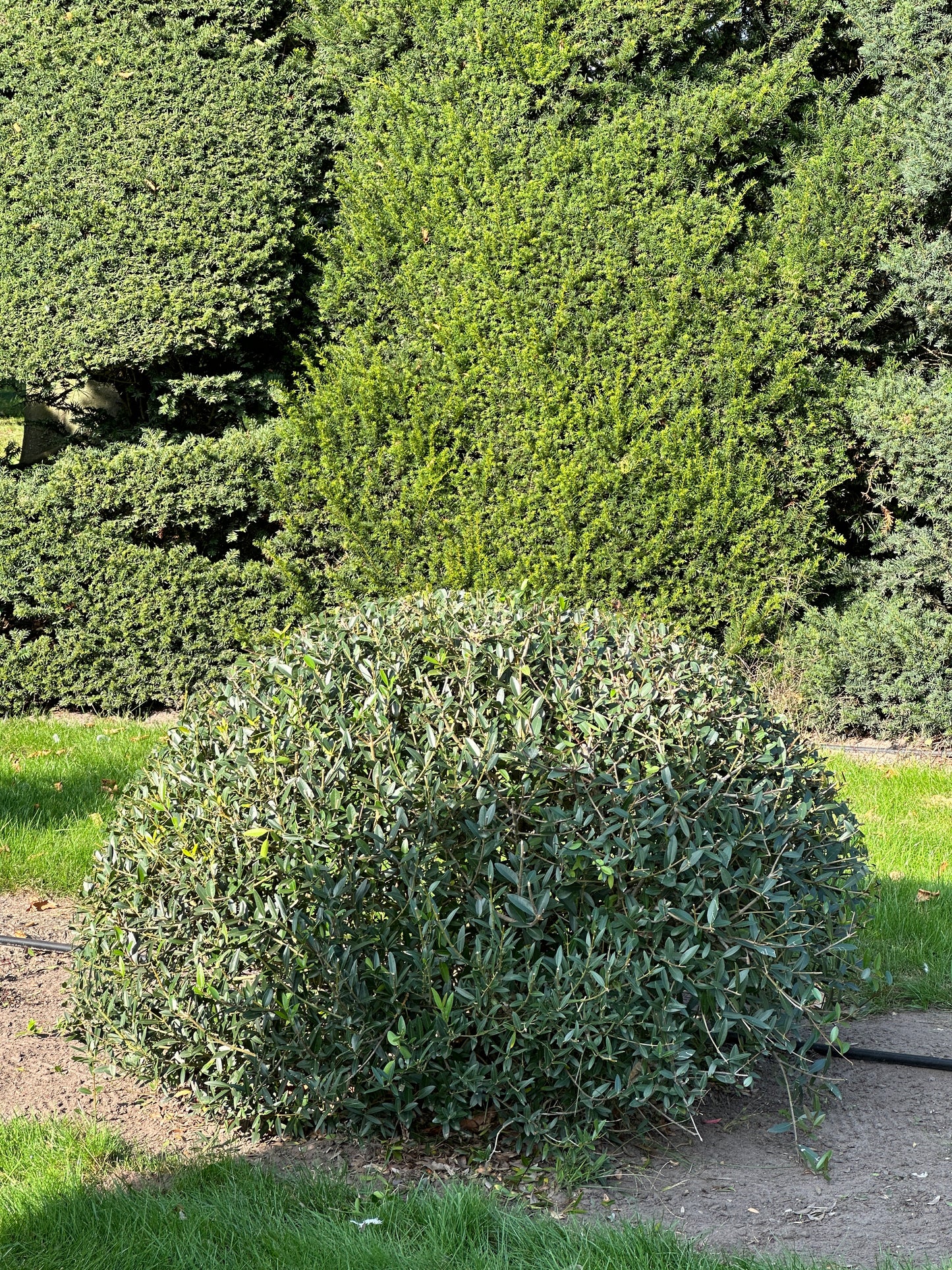 PA TOPIARY #009
