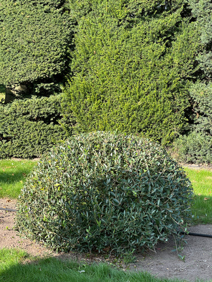 PA TOPIARY #009