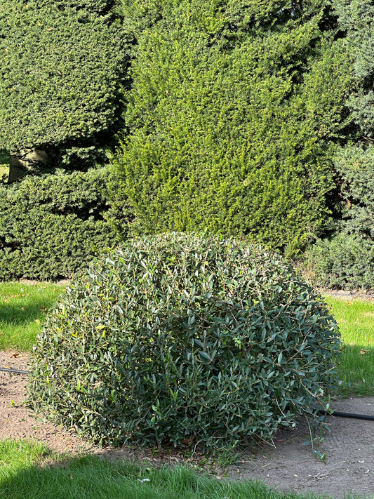 PA TOPIARY #009