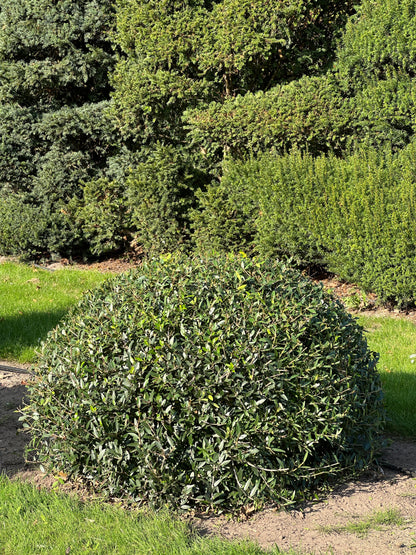PA TOPIARY #010