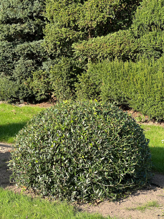 PA TOPIARY #010