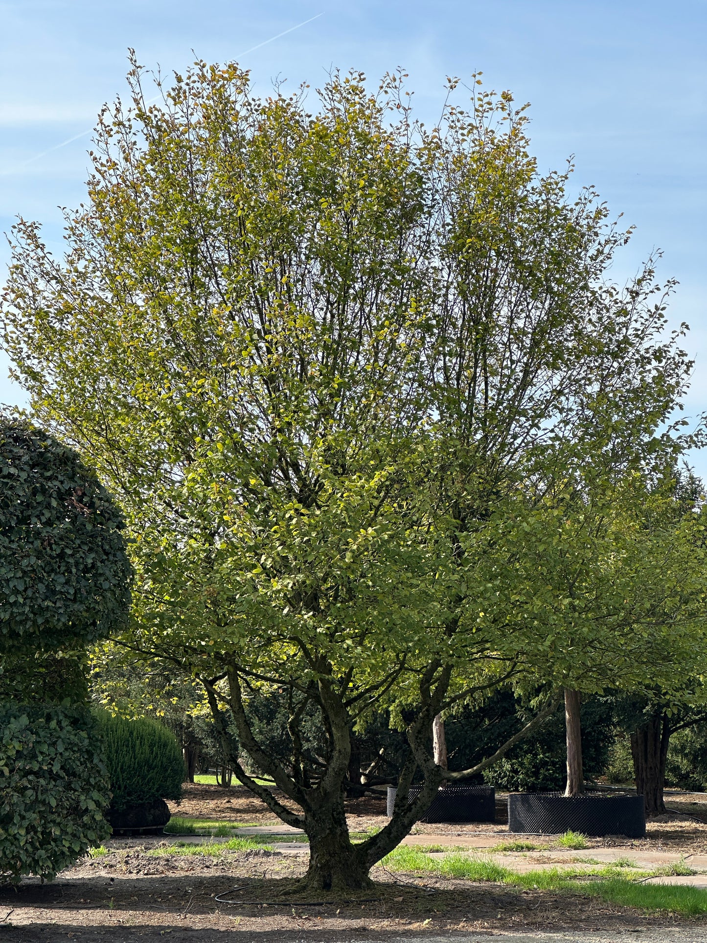 CB TREE #024