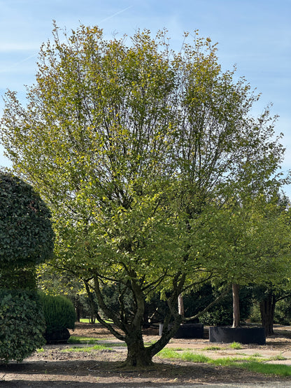 CB TREE #024