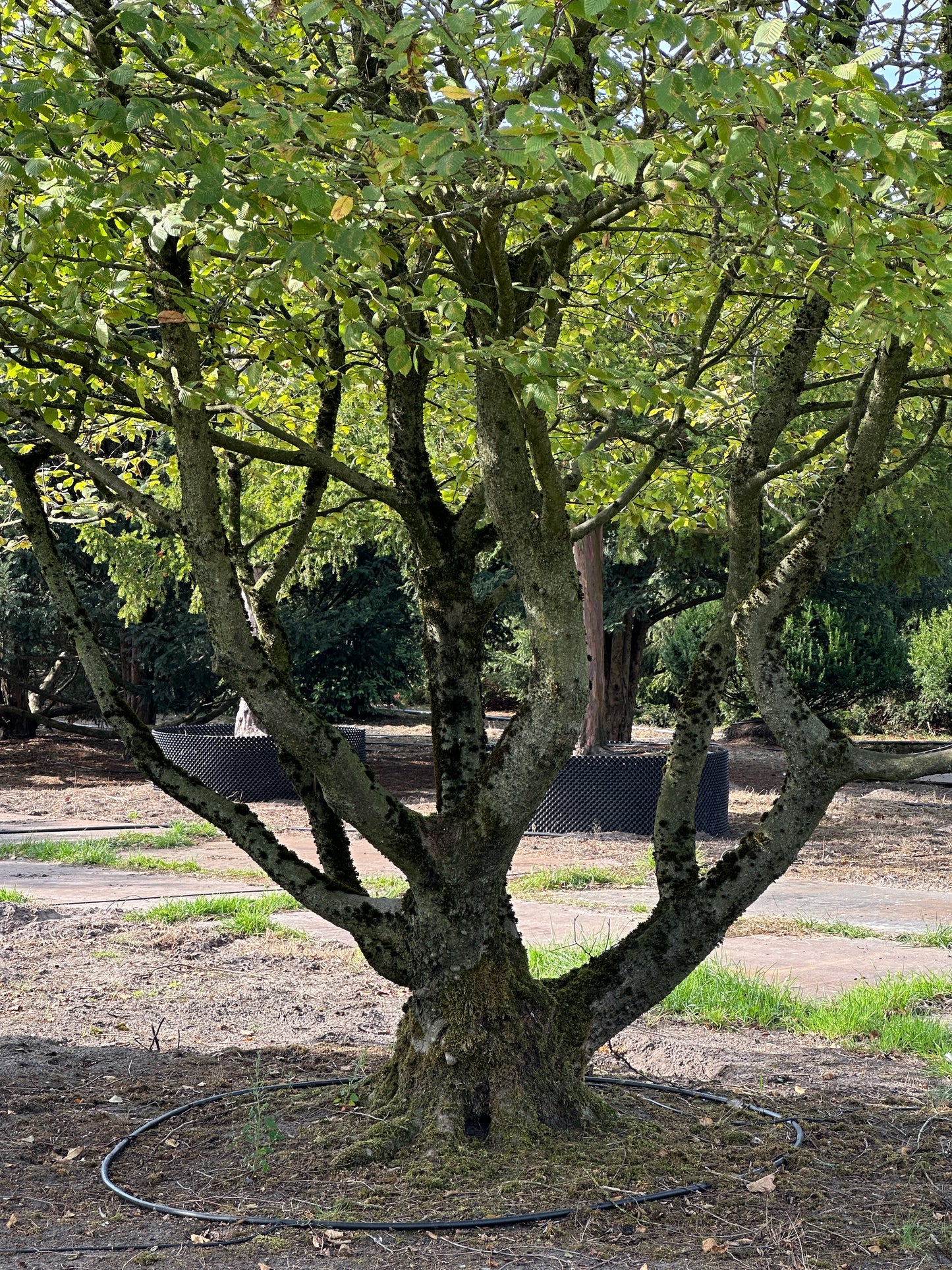 CB TREE #024