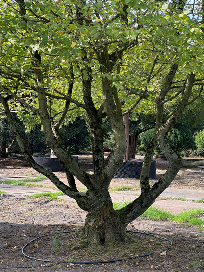 CB TREE #024