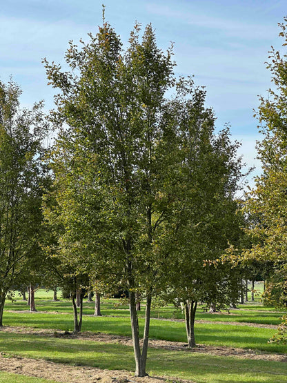 CBQ TREE #030
