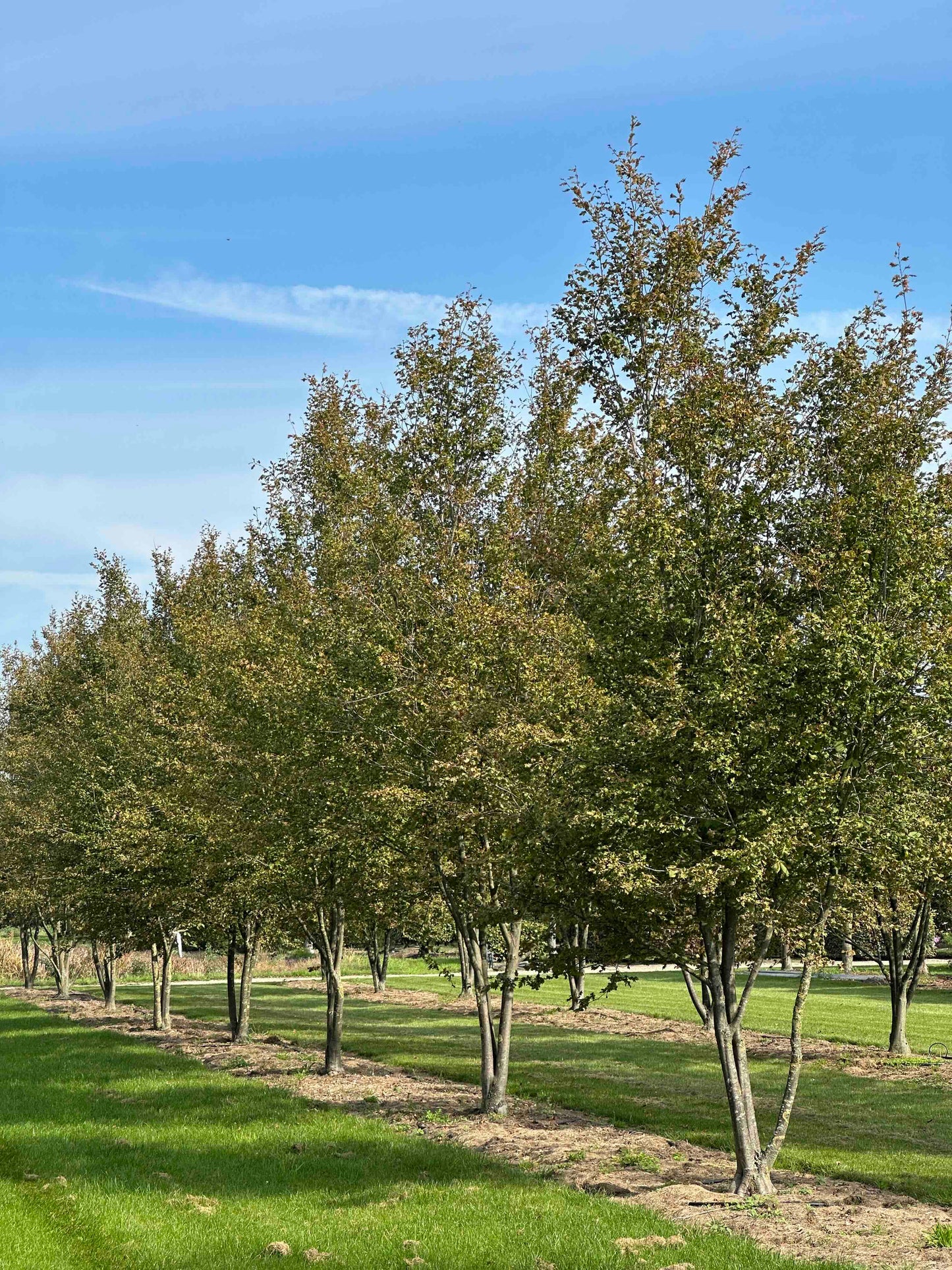 CBQ TREE #030