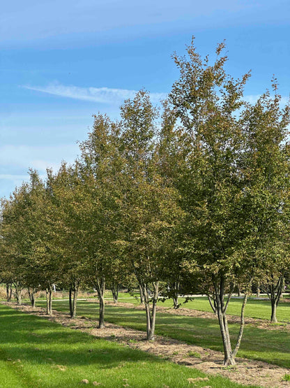 CBQ TREE #030