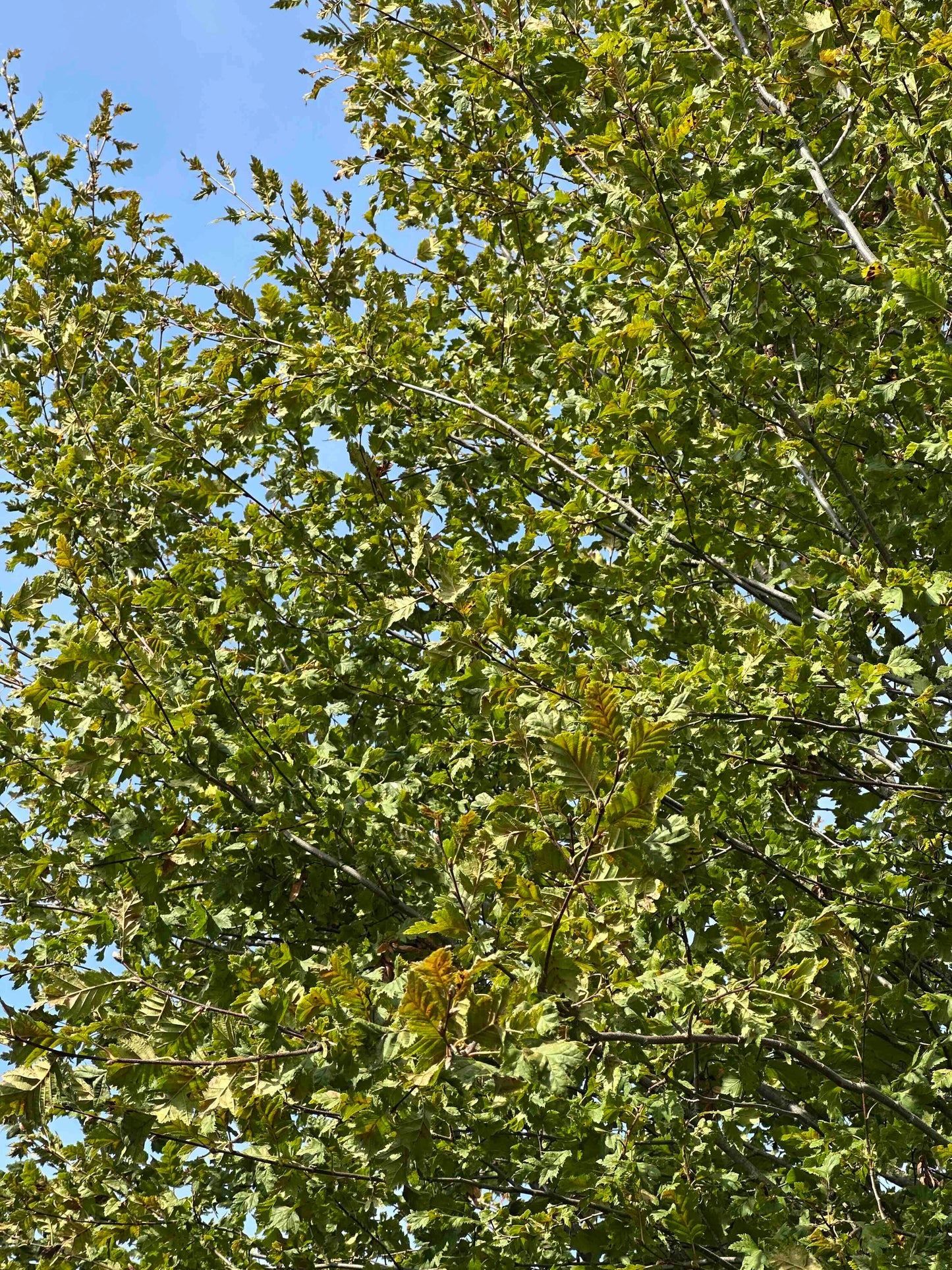 CBQ TREE #030