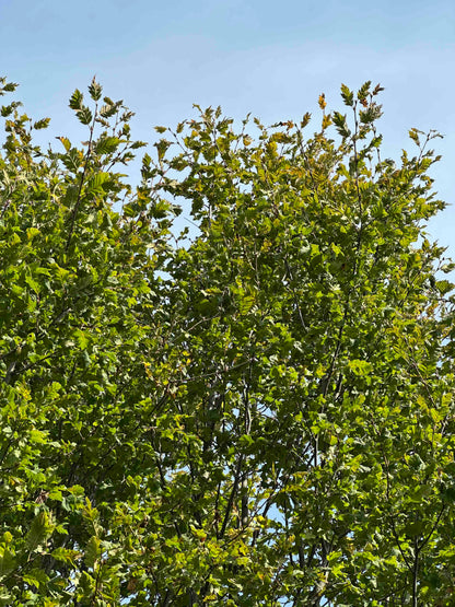 CBQ TREE #005