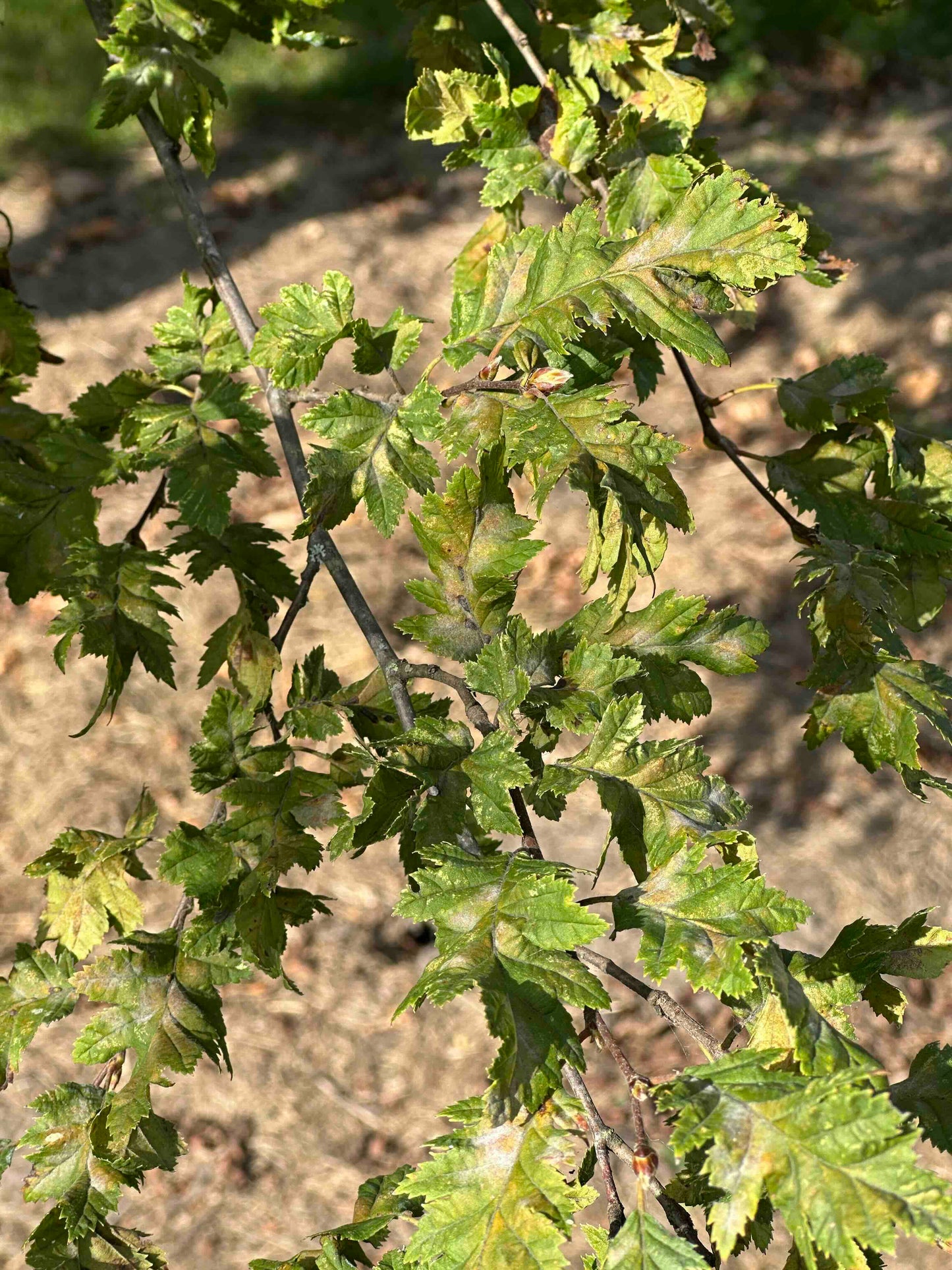 CBQ TREE #005