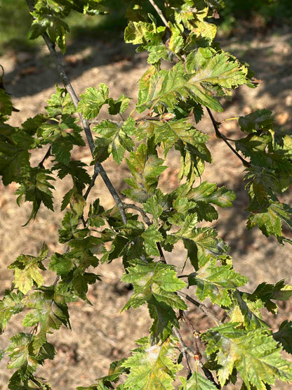 CBQ TREE #005