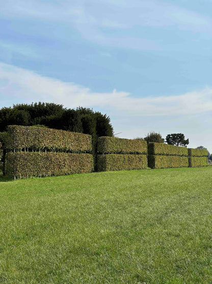 CBQ TOPIARY #001
