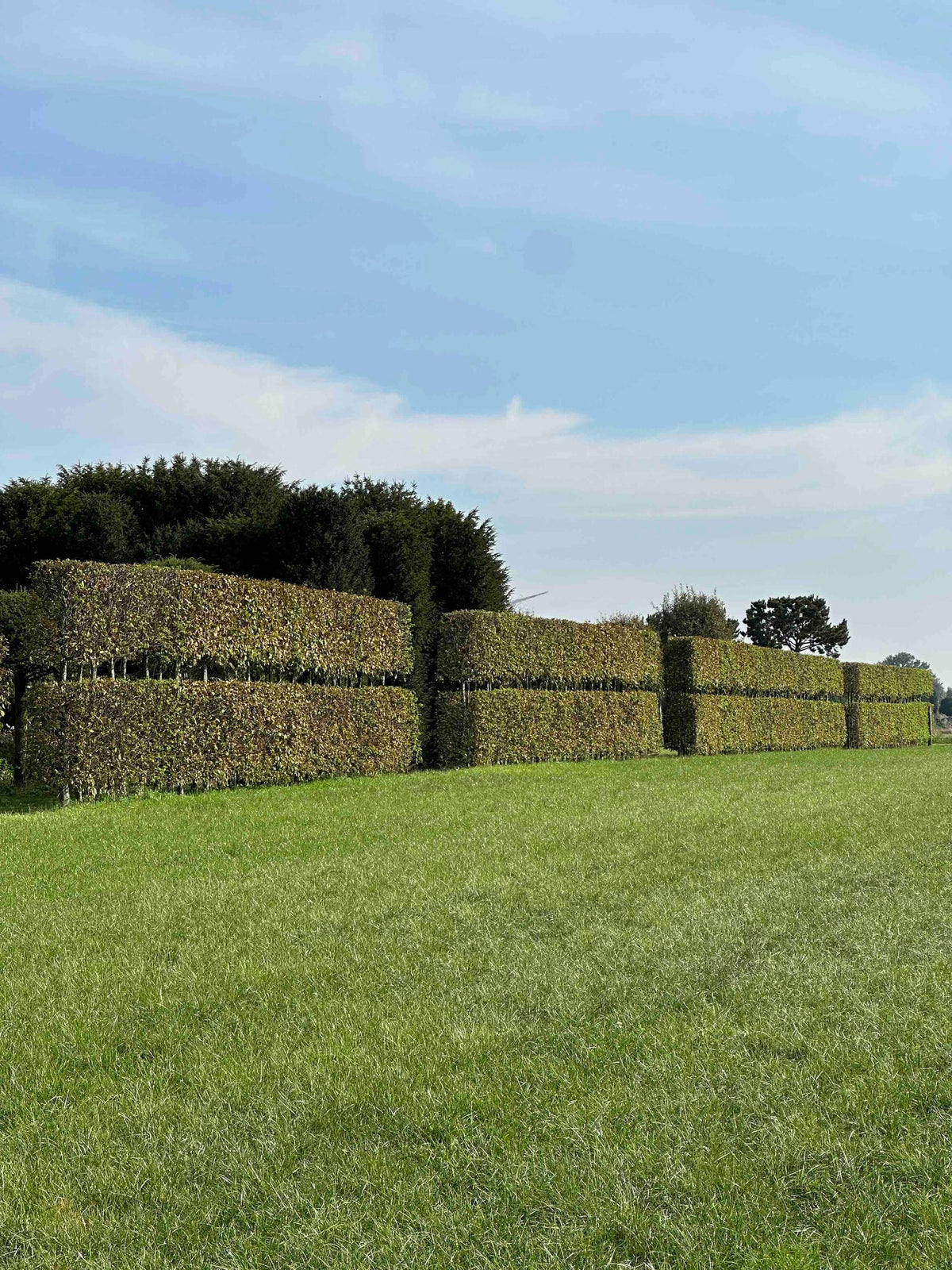 CBQ TOPIARY #001