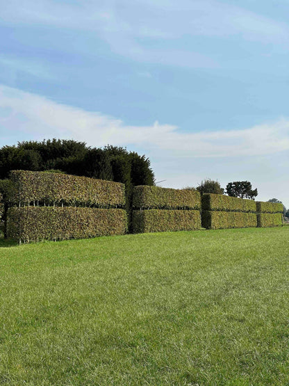 CBQ TOPIARY #001