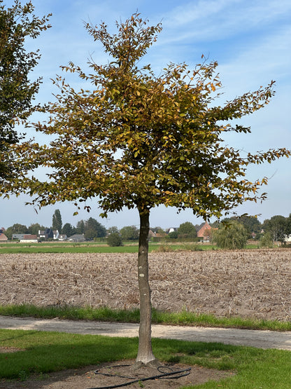 CB TREE #033