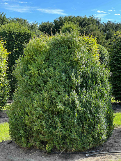 BUSE SHRUB #073