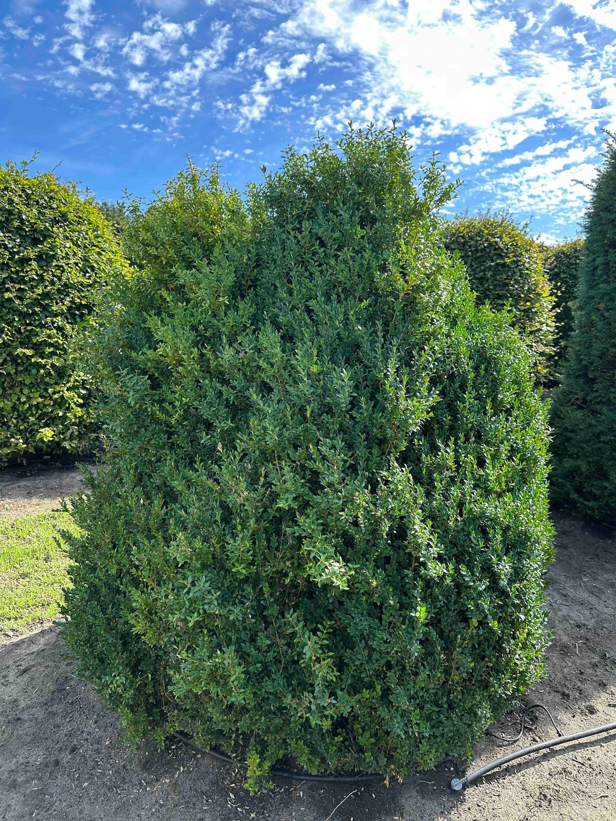 BUSE SHRUB #073