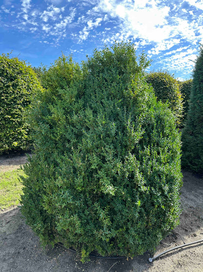 BUSE SHRUB #073