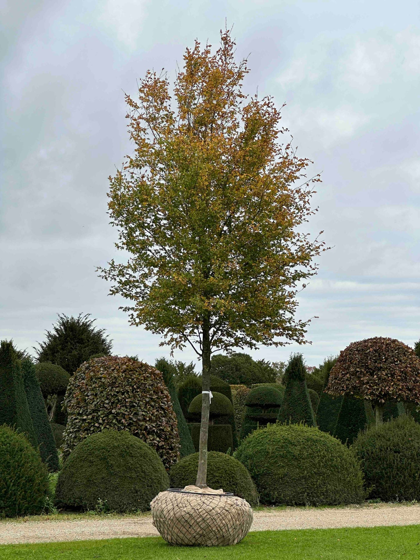 CBQ TREE #005